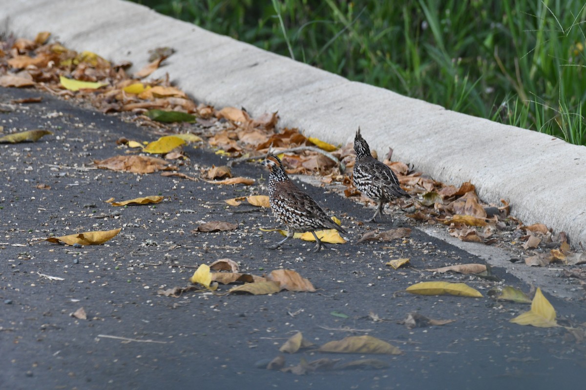 Crested Bobwhite - ML614646783