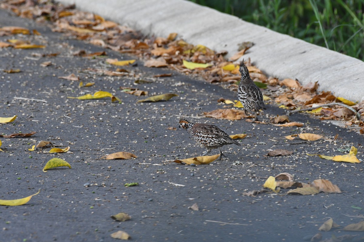 Crested Bobwhite - ML614646784