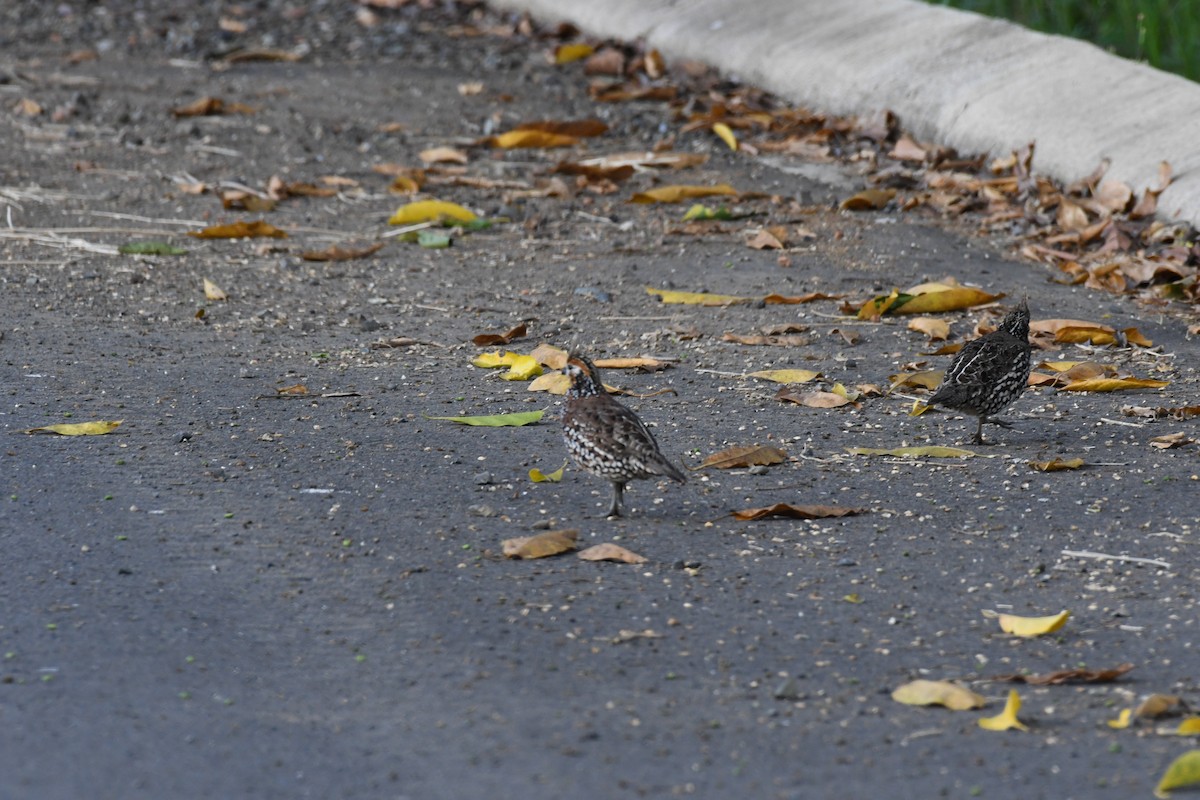 Crested Bobwhite - ML614646785