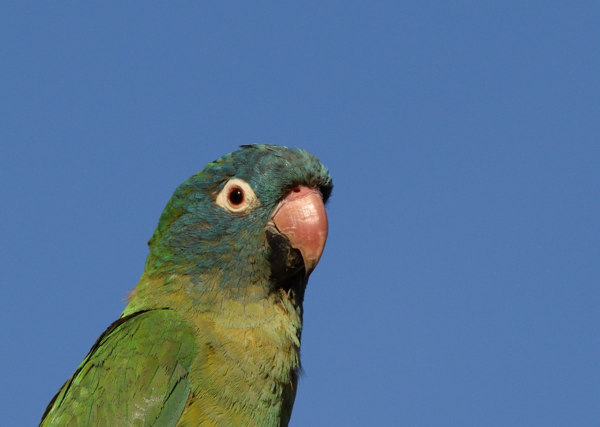 Conure à tête bleue - ML614646802