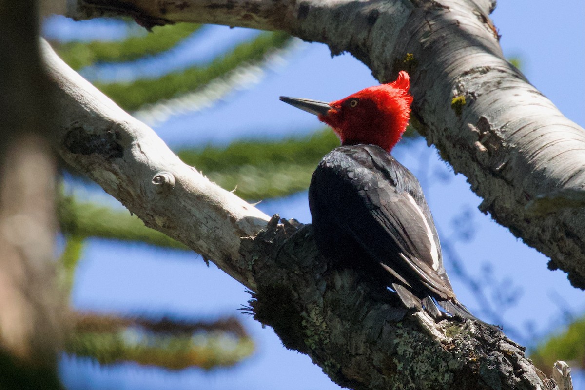 Magellanic Woodpecker - ML614646865