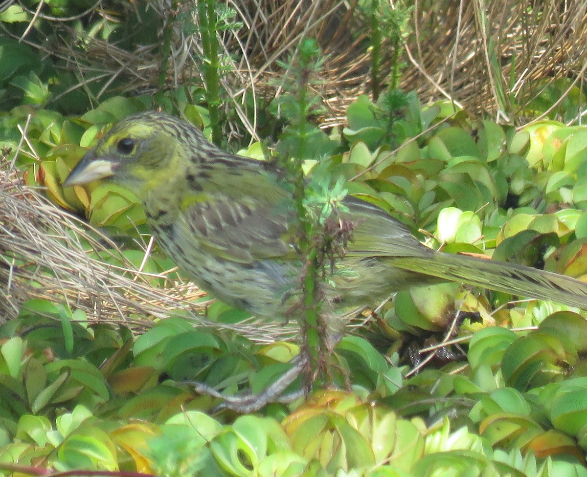 Great Pampa-Finch - ML614646908