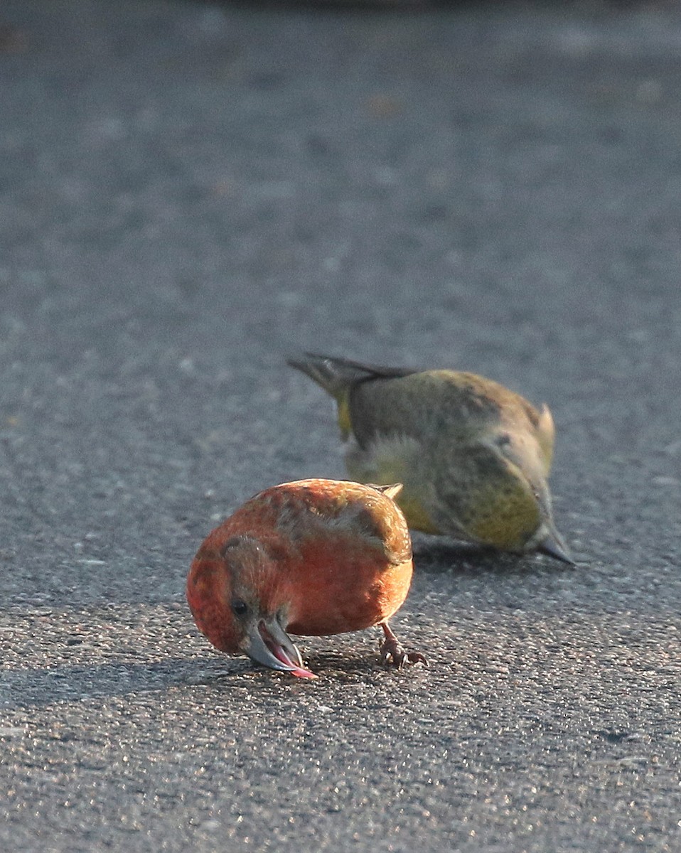 Red Crossbill - ML614646911