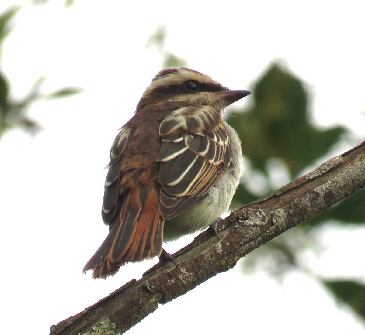 Variegated Flycatcher - ML614646946