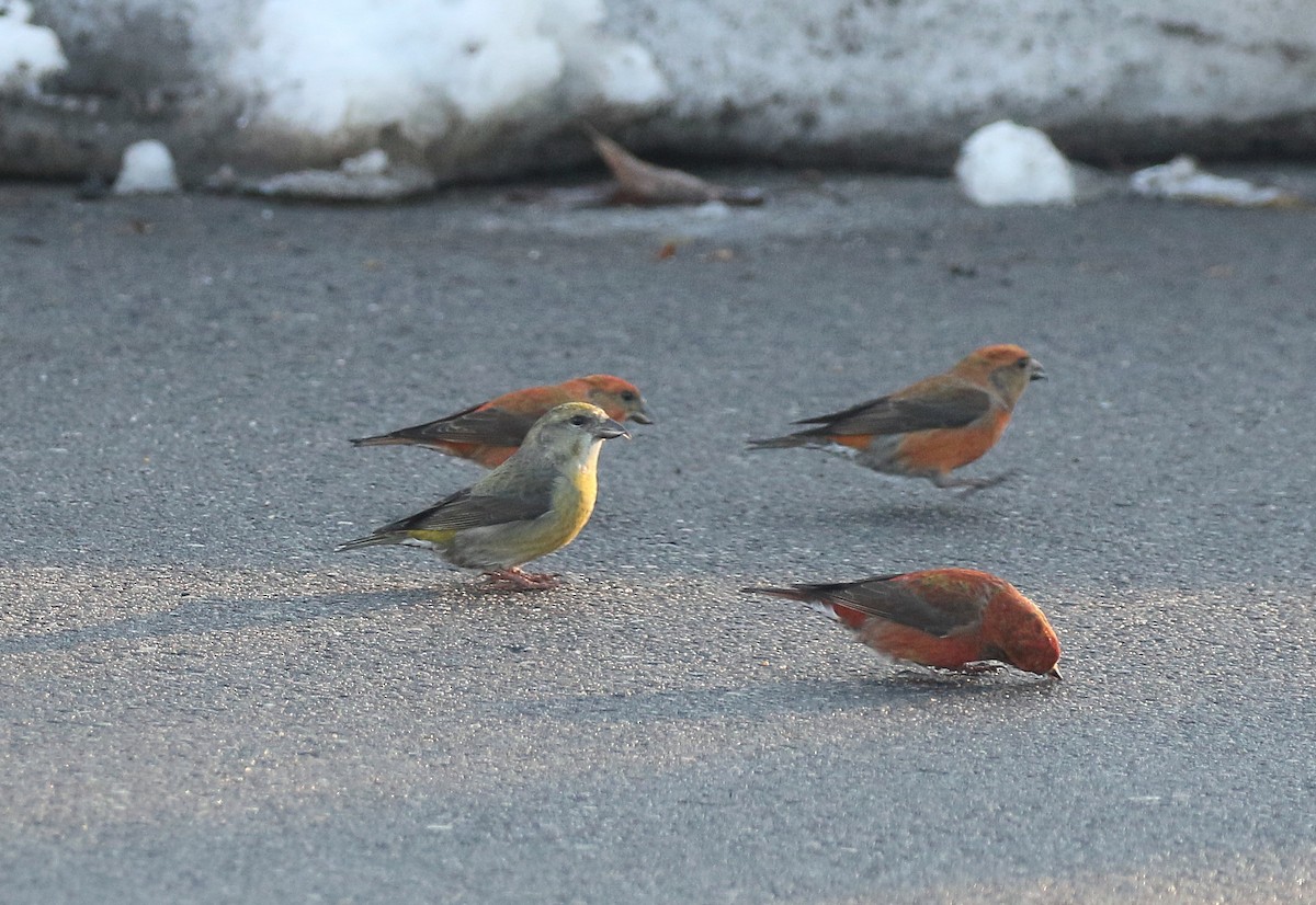 Red Crossbill - ML614646952