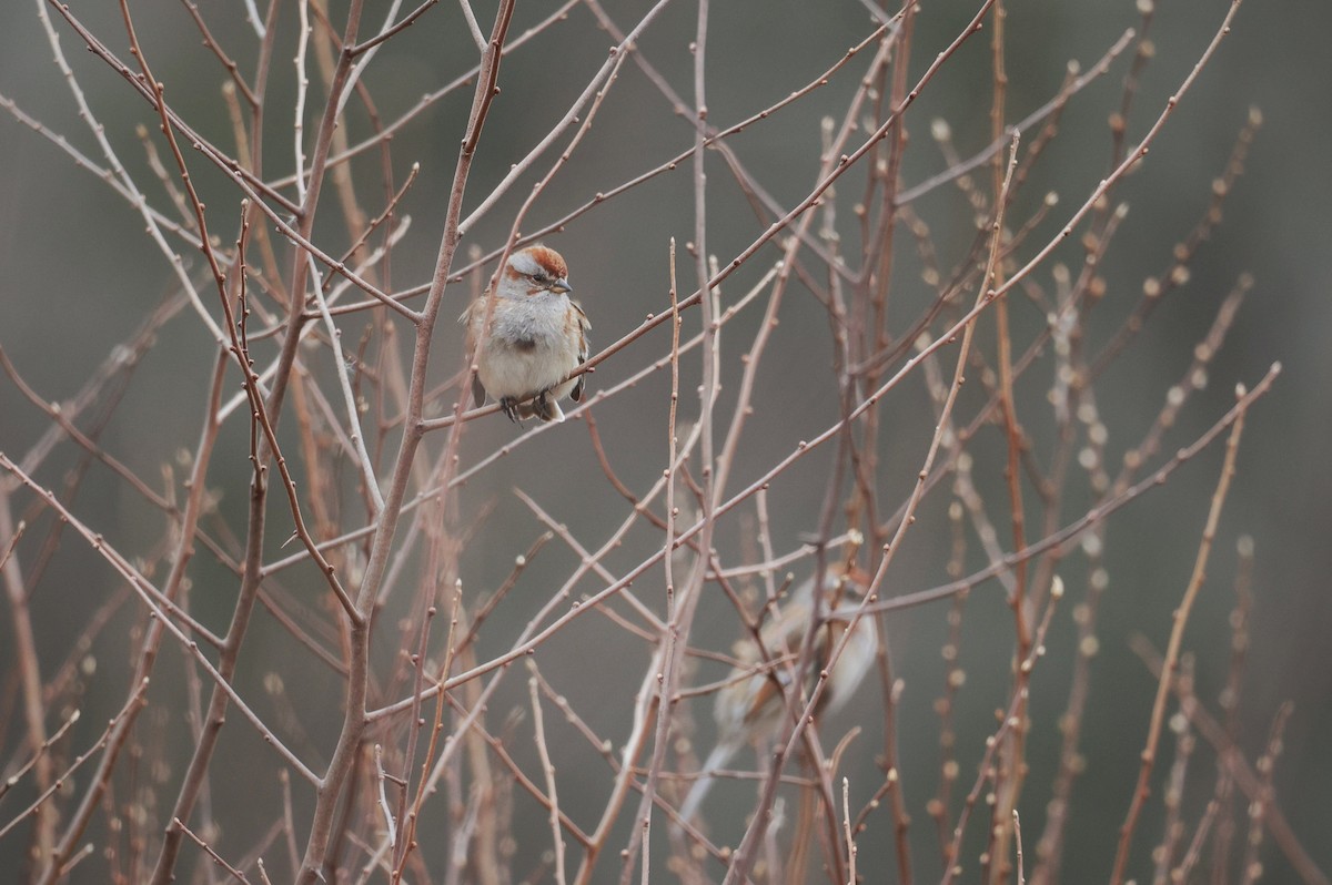 American Tree Sparrow - ML614647001