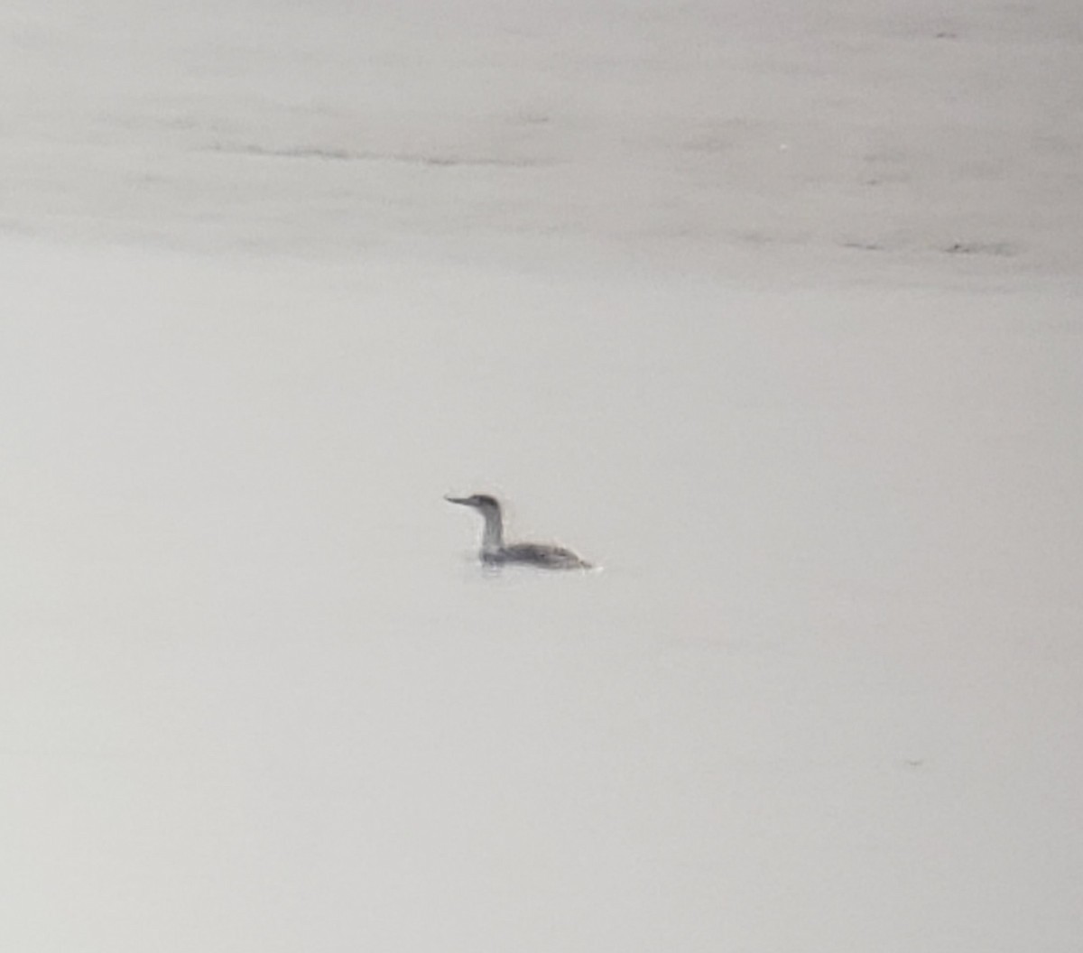 Red-throated Loon - ML614647004