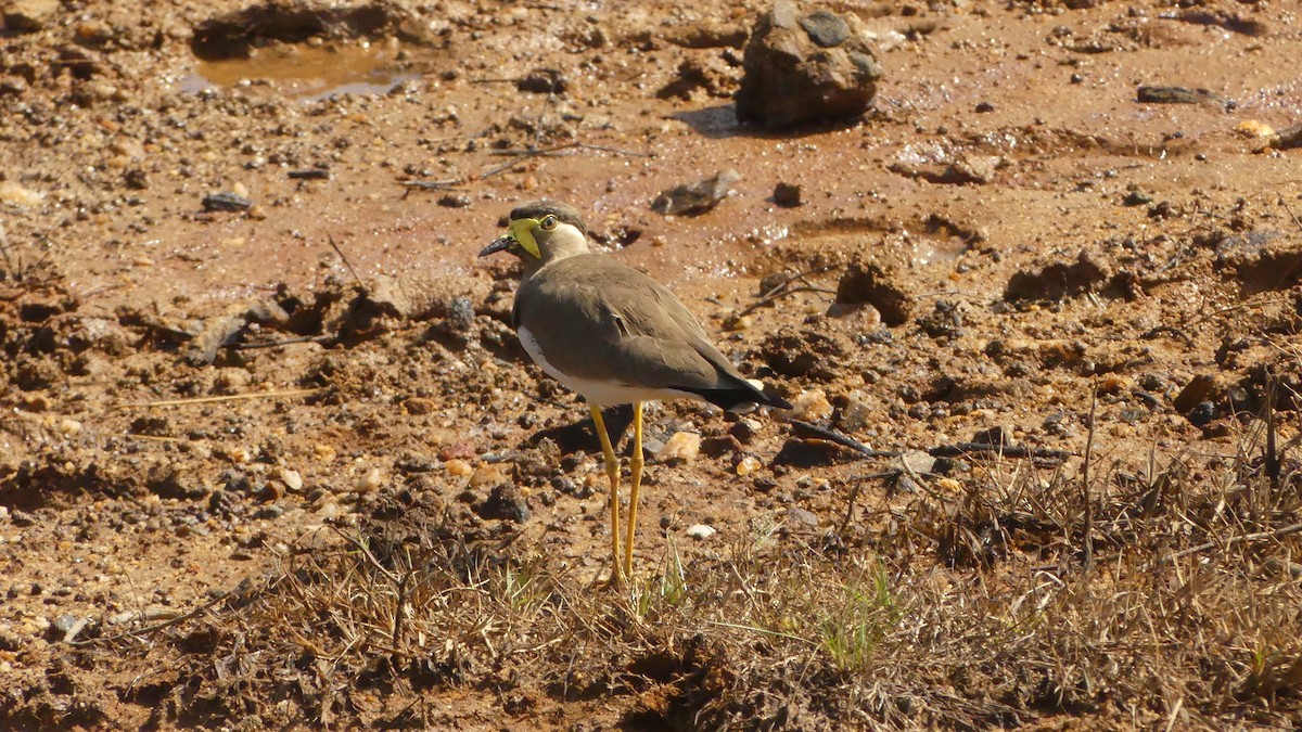 Yellow-wattled Lapwing - Gabriel  Couroussé