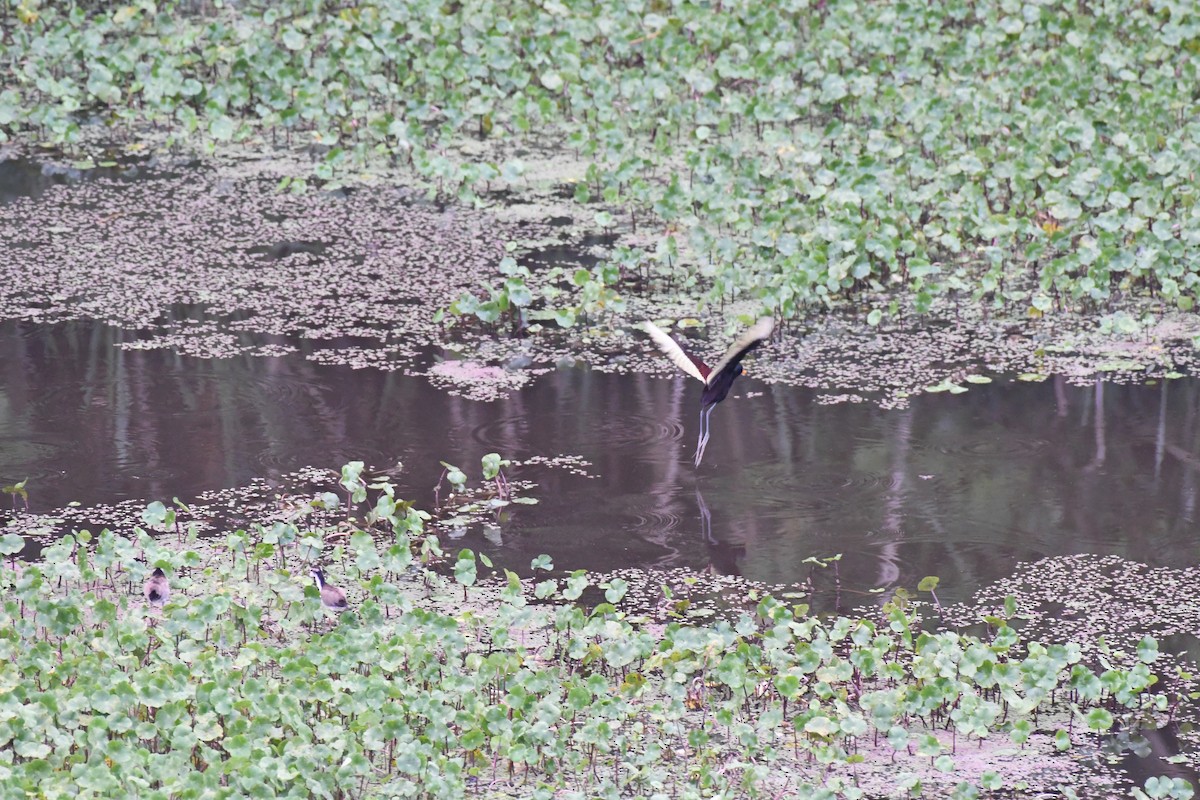 Wattled Jacana - ML614647010