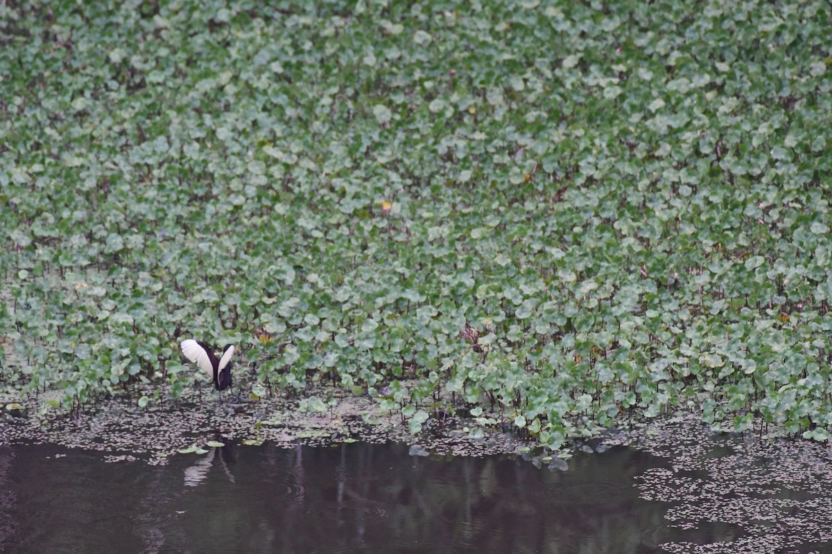 Wattled Jacana - ML614647011