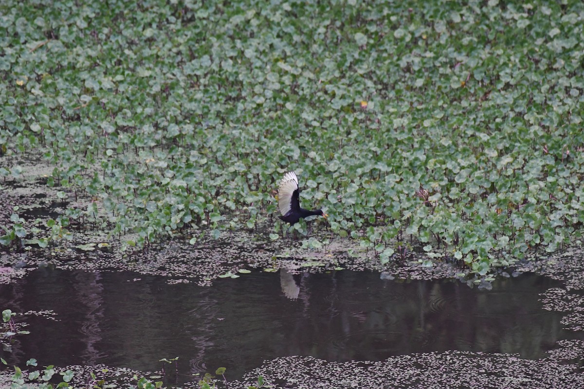 Wattled Jacana - ML614647013