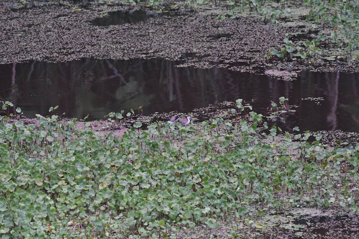 Wattled Jacana - Anonymous