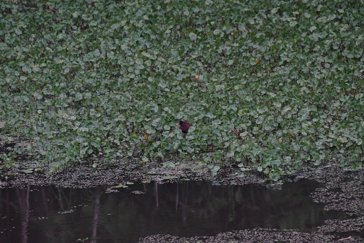 Wattled Jacana - ML614647015