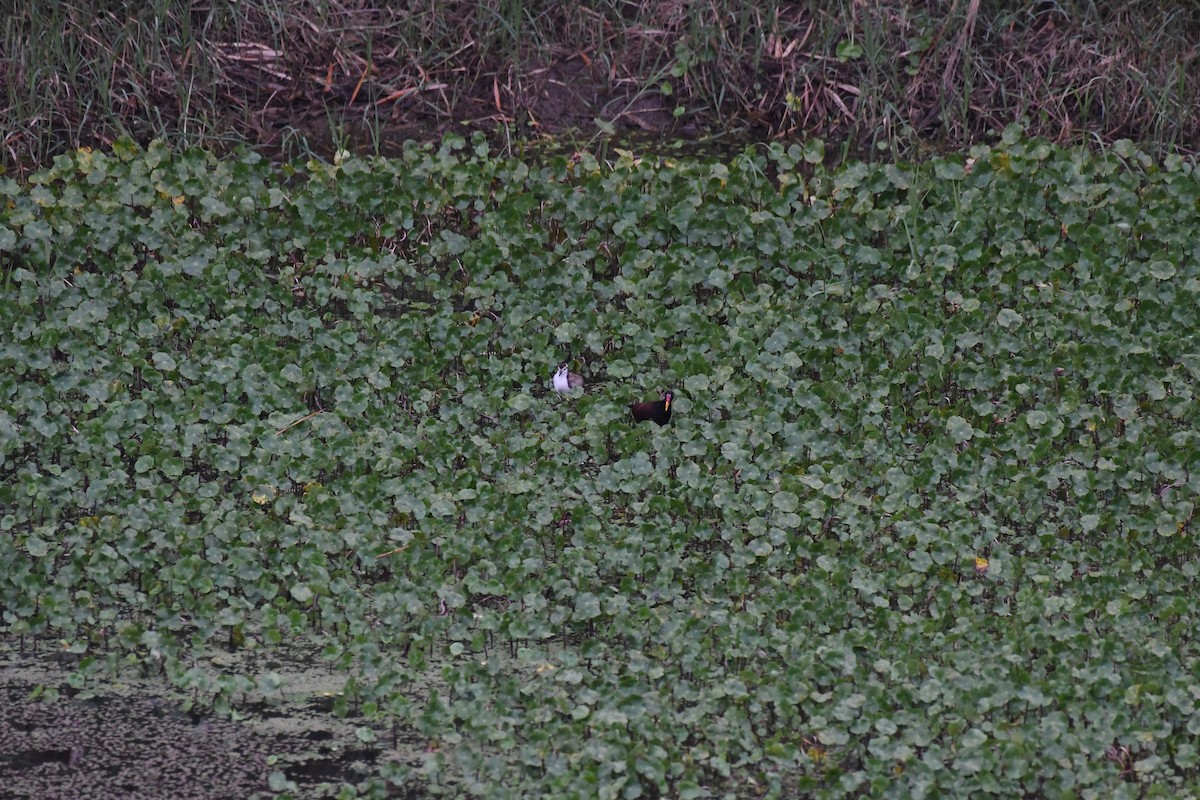 Wattled Jacana - Anonymous