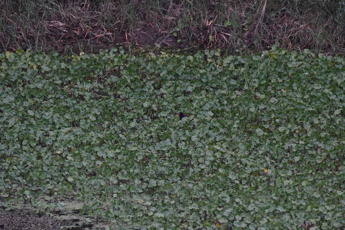 Wattled Jacana - ML614647019