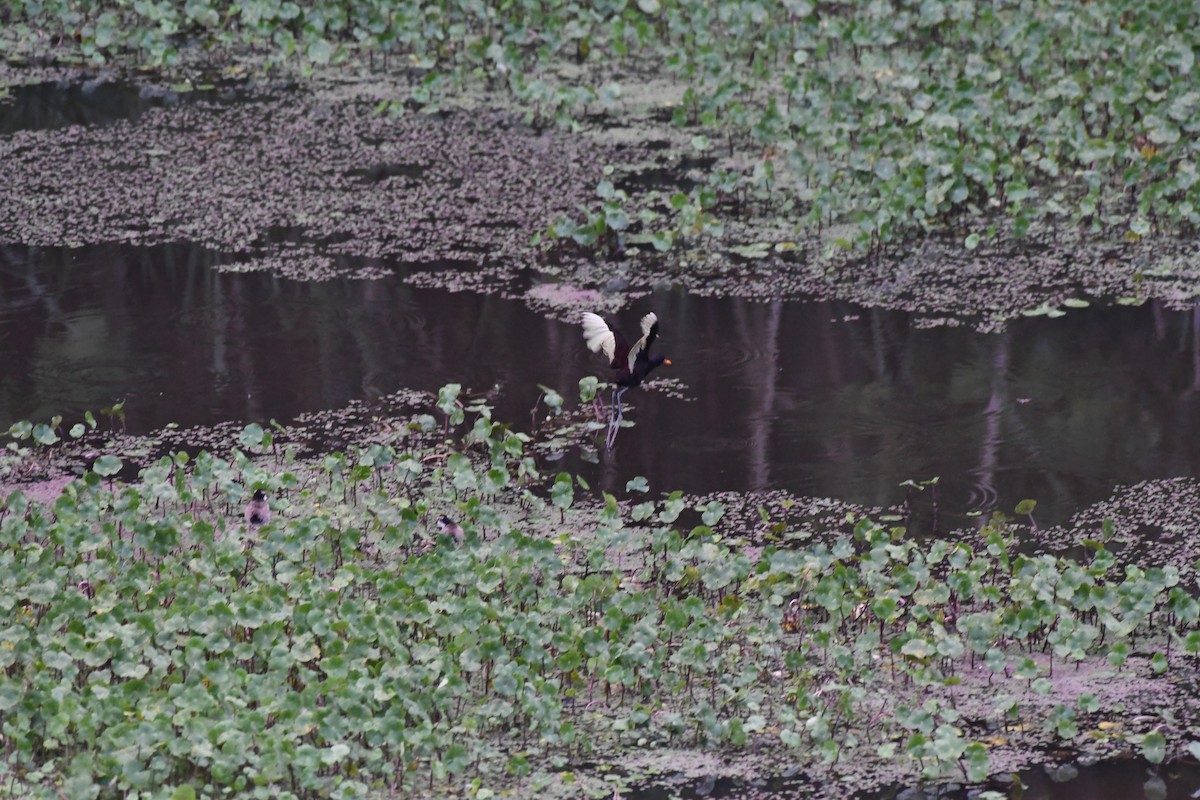 Wattled Jacana - ML614647024