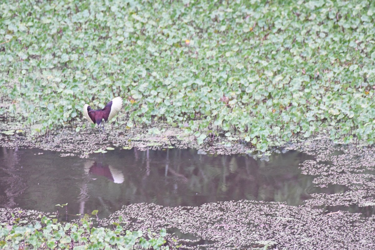 Wattled Jacana - ML614647025