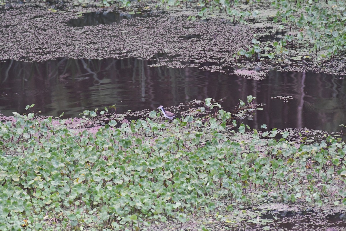 Wattled Jacana - ML614647026