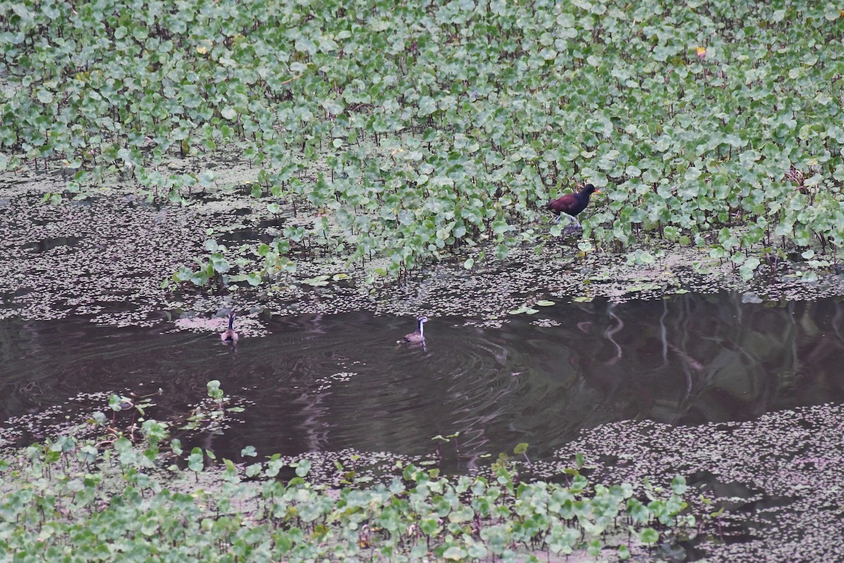 Wattled Jacana - ML614647027