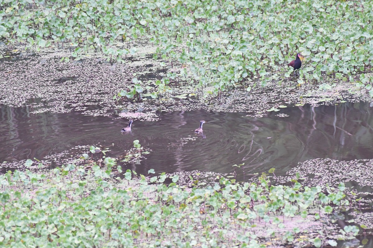 Wattled Jacana - ML614647028