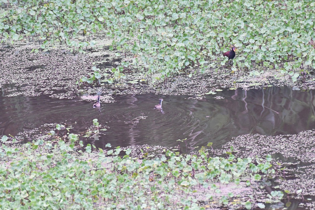 Wattled Jacana - ML614647029