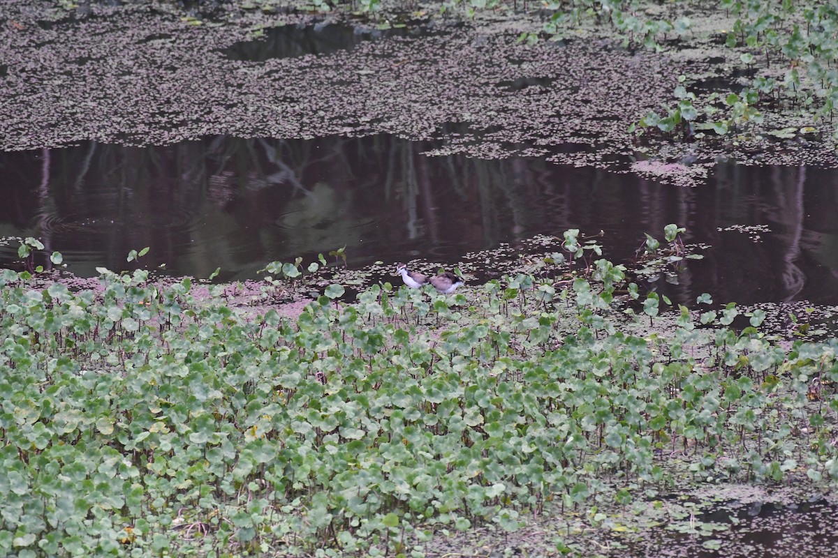 Wattled Jacana - ML614647030