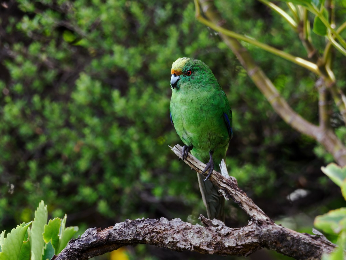 Malherbe's Parakeet - ML614647032