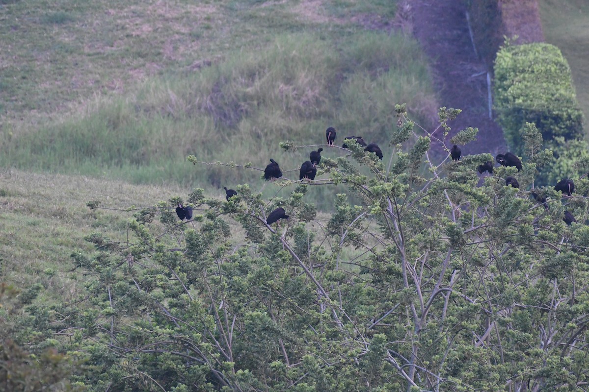 サカツラトキ - ML614647039