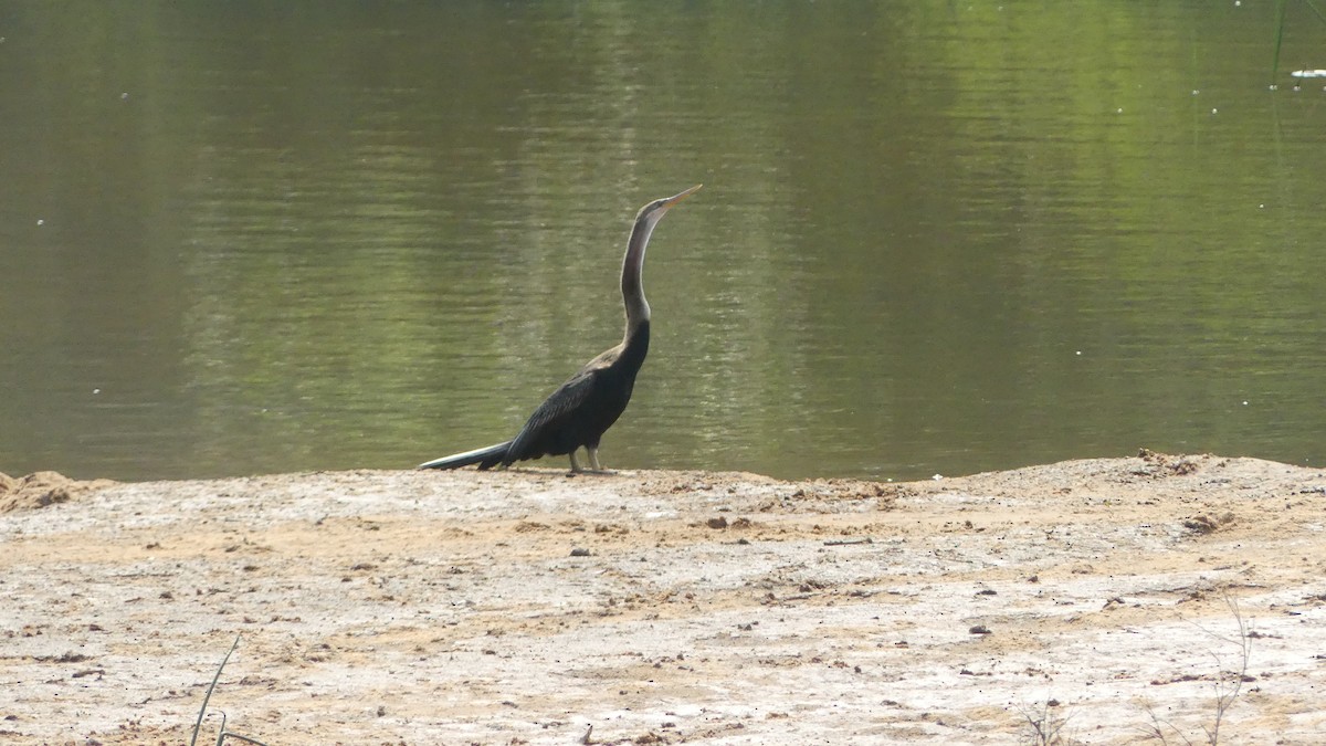 Oriental Darter - ML614647043