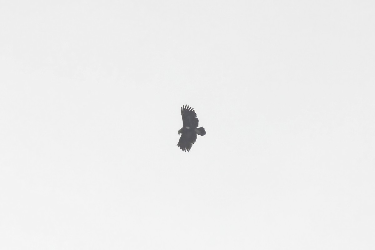 Greater Spotted Eagle - ML614647057
