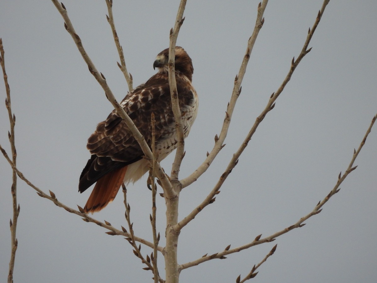 Rotschwanzbussard - ML614647083