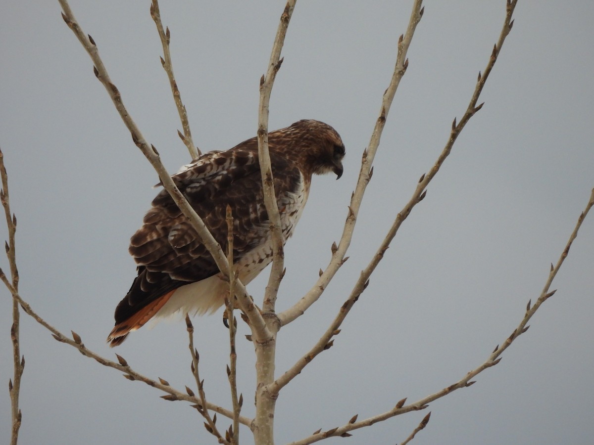 Red-tailed Hawk - Francois Lampron