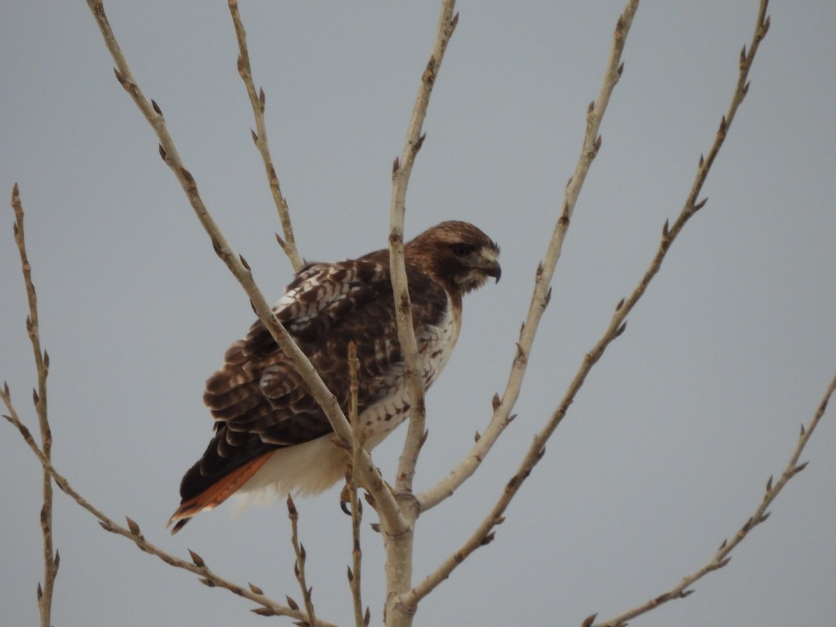 Red-tailed Hawk - Francois Lampron