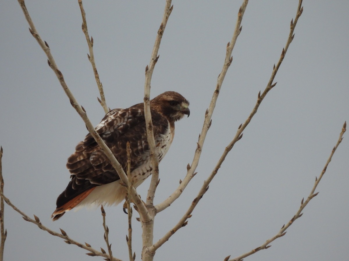 Red-tailed Hawk - Francois Lampron