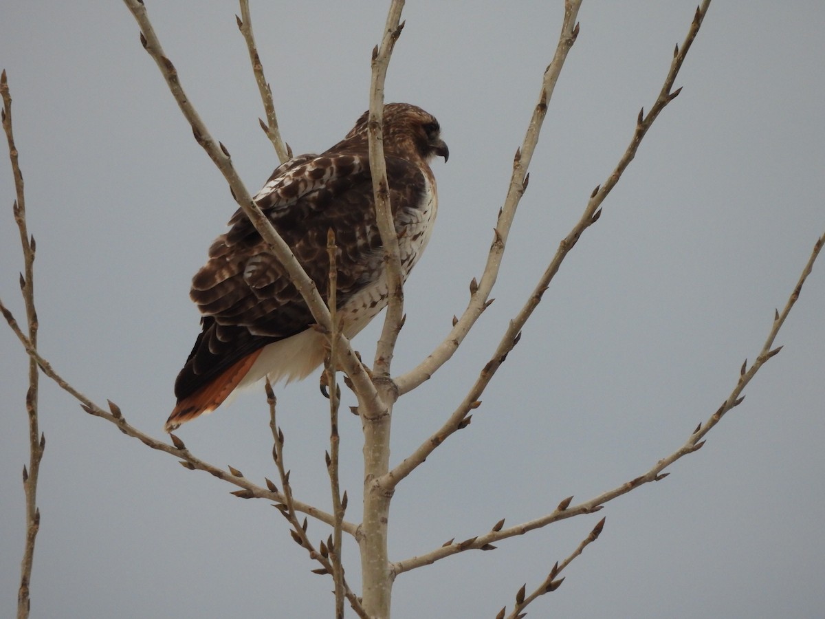 Red-tailed Hawk - Francois Lampron