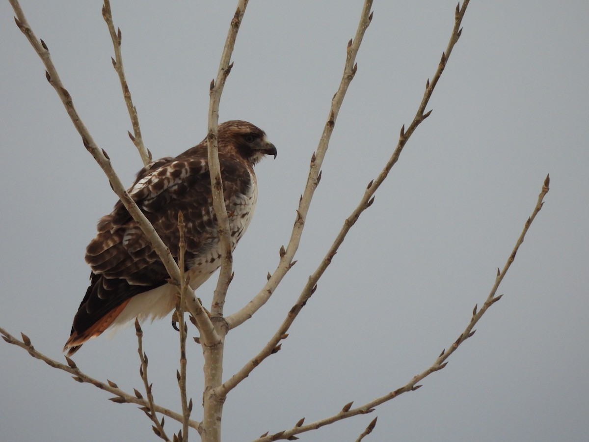 Red-tailed Hawk - Francois Lampron