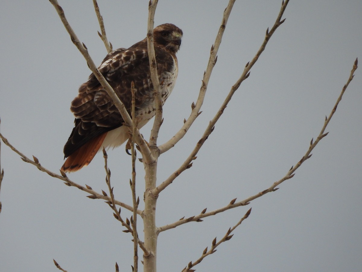 Rotschwanzbussard - ML614647094