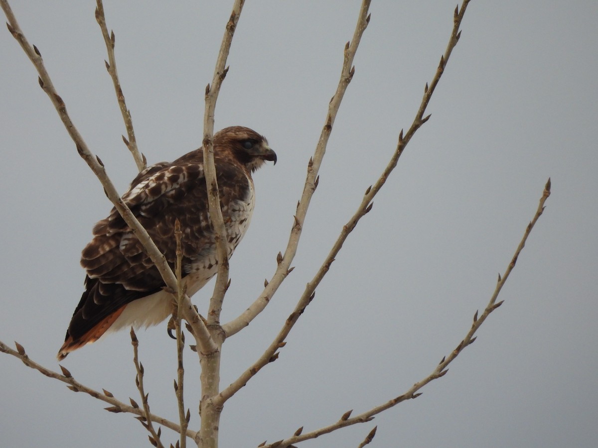 Red-tailed Hawk - Francois Lampron