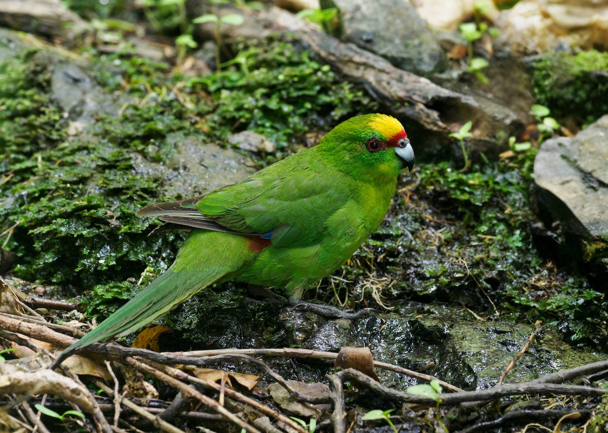 Yellow-crowned Parakeet - Nick Athanas