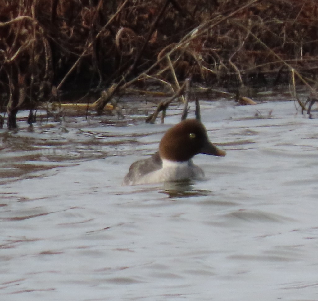 Common Goldeneye - ML614647124