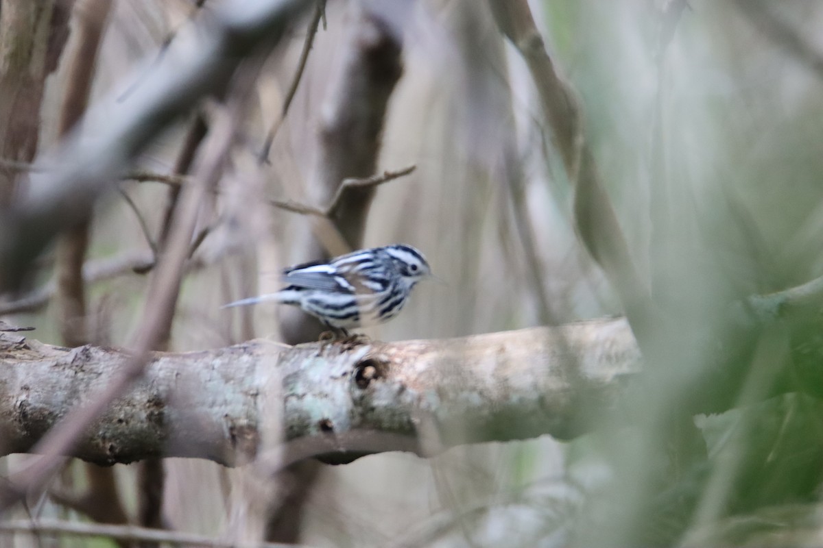 Black-and-white Warbler - ML614647132