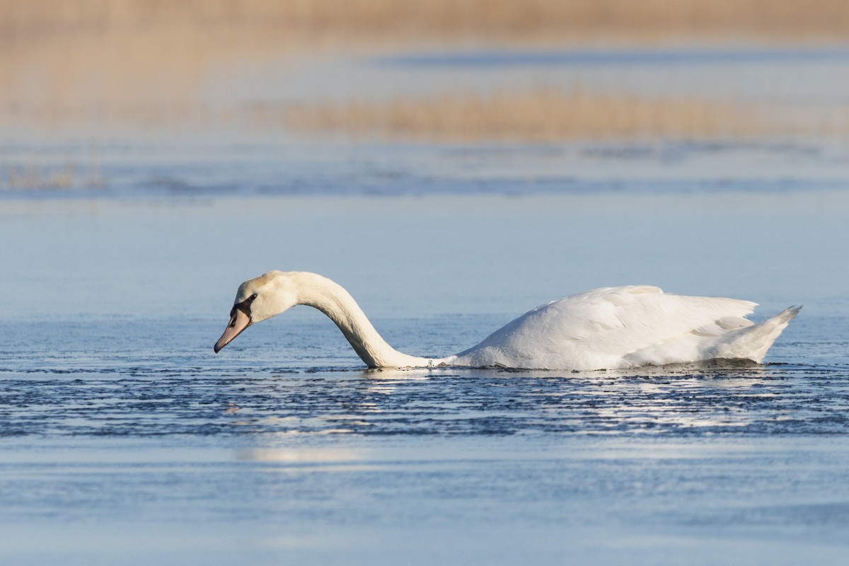 Cygne tuberculé - ML614647185