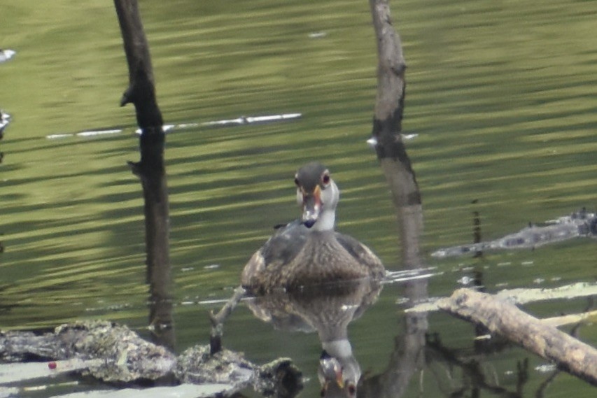 Wood Duck - ML614647210