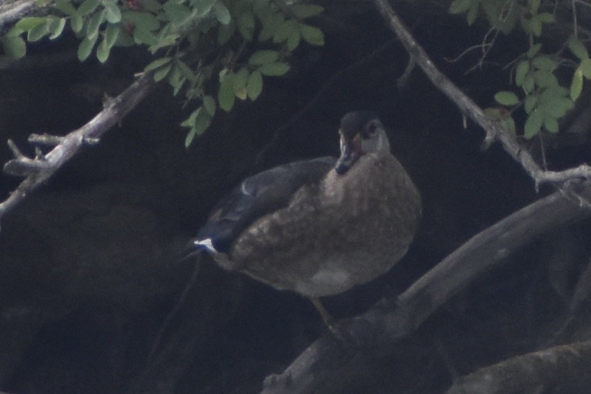 Wood Duck - ML614647223