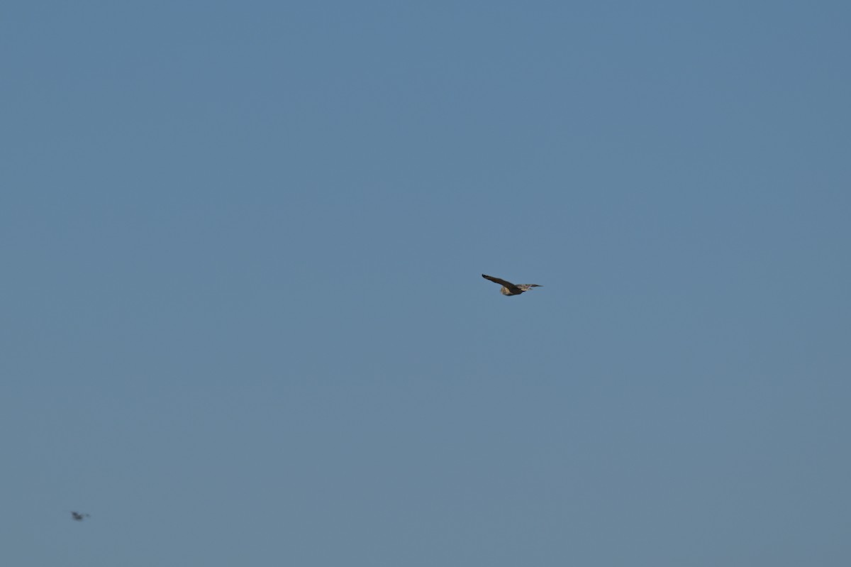 Short-eared Owl - Mark  Resendes