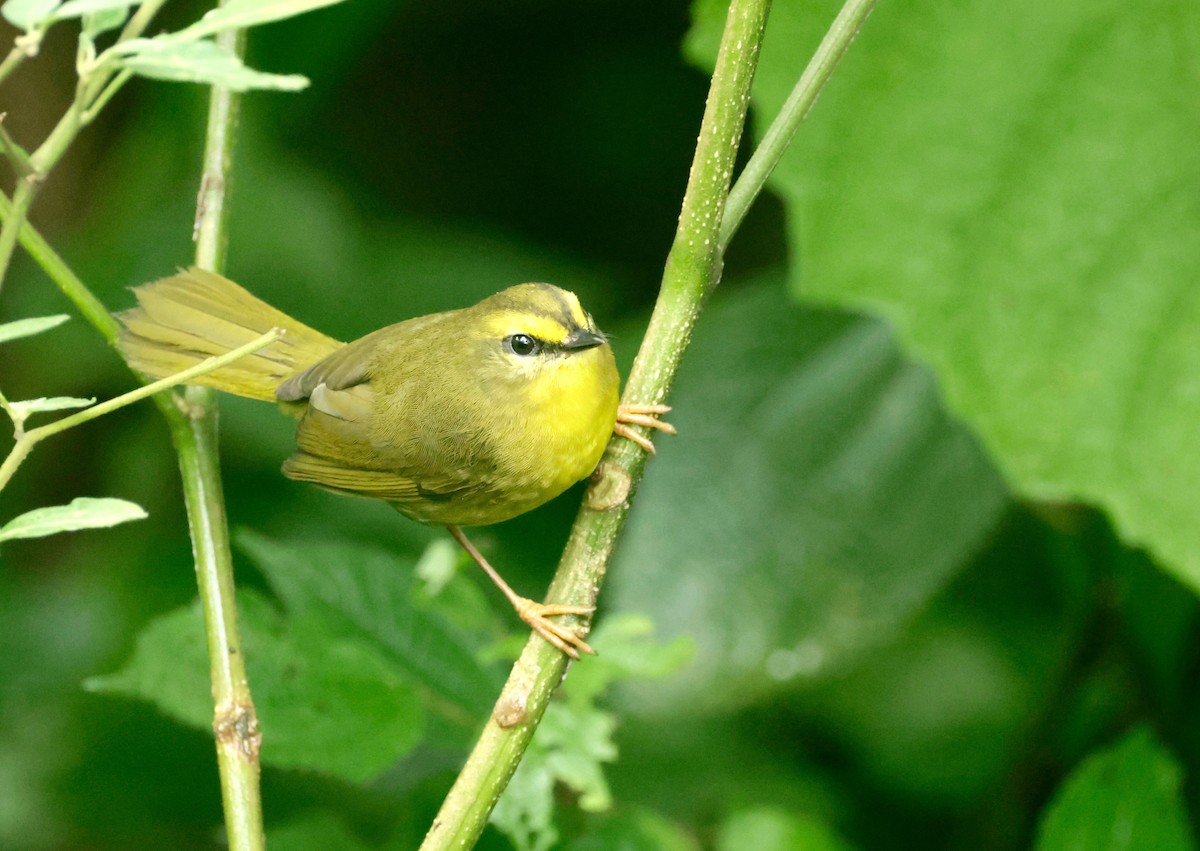 Pale-legged Warbler - Garret Skead