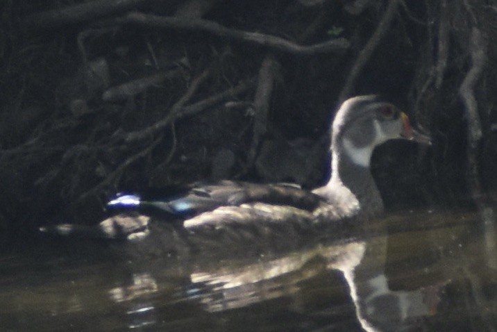 Wood Duck - ML614647253