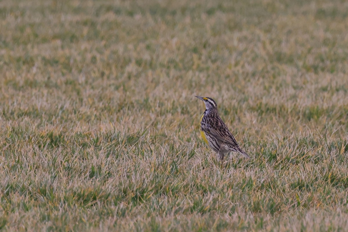 Eastern Meadowlark - ML614647267