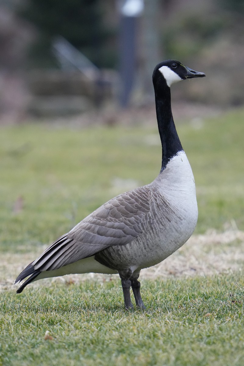 Canada Goose - Will Cihula