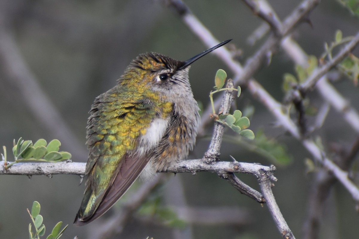 Anna's/Costa's Hummingbird - ML614647399